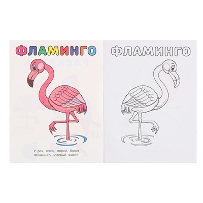 Узнай и раскрась «Фламинго»